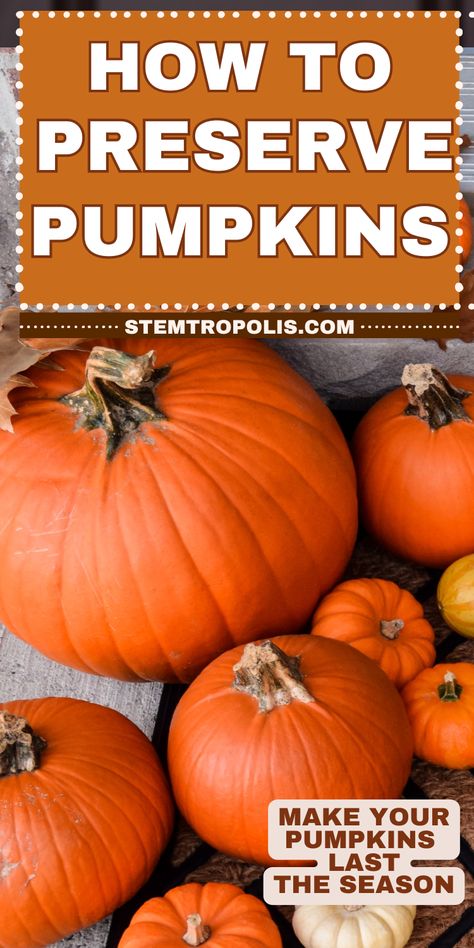 Looking to preserve your pumpkins for fall décor? Learn how to keep your pumpkins from rotting with simple, effective tips! Whether you're decorating your porch or creating unique pumpkin displays, we share easy methods to preserve carved pumpkins and uncarved pumpkins alike. Keep your pumpkin decorations looking fresh all season long with these tricks for preserving pumpkins, perfect for any fall-themed porch or home décor. Preserving Pumpkins For Outside, Preserve Pumpkins For Outside, How To Dry Pumpkins, How To Keep Pumpkins From Rotting, Porch Pumpkins Display, How To Preserve Pumpkins, Preserve Carved Pumpkin, Preserve Pumpkins, Puking Pumpkin