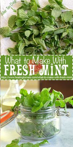 How To Use Mint From The Garden, Vegan Mint Recipes, How To Use Mint Leaves, Mint Leaf Recipes, Recipes With Mint Leaves Dinner, Uses For Fresh Mint, Mint Recipes Dinner, Things To Do With Mint Leaves, Mint Plant Uses