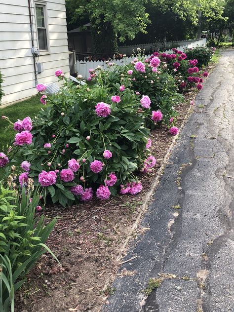 Peony Front Yard, Peonies Front Of House, Peony Bush Front Yards, Peonies Front Yard, Peony Landscaping, Peony Bushes, Small Front Yards, Peony Bush, Grasses Landscaping