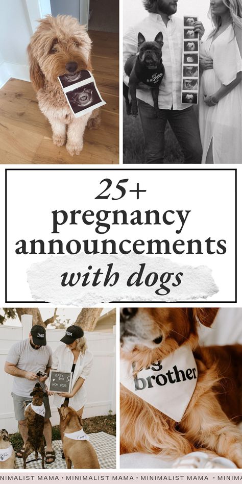 Looking for some inspo for planning a pregnancy announcement with your dog? These creative pregnancy announcement photos with dogs are SO cute and unique - you can't miss them! (Perfect for mamas looking for: Maternity Announcement Pictures Dog, Dog Ultrasound Announcement, May 2025 Baby Announcement, Gender Reveal Pictures With Dog, Pregnant Surprise Family, Dog And Pregnant Belly Photo Ideas, Pregnant Announcement With Dog, Ig Pregnancy Announcement, Pregnancy Announcement Including Dog