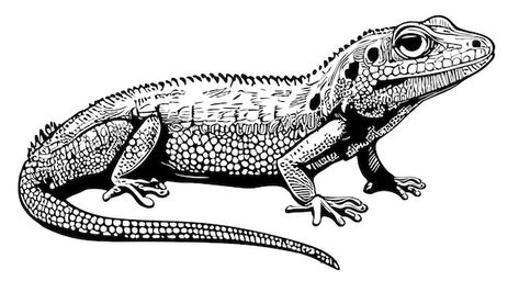 Reptile Drawings Sketch, How To Draw Lizard, Lizard Sketch, Iguana Drawing, Lizard Drawing, Lizard Art, Travel Kids, Doodle Style, Fabric Collage