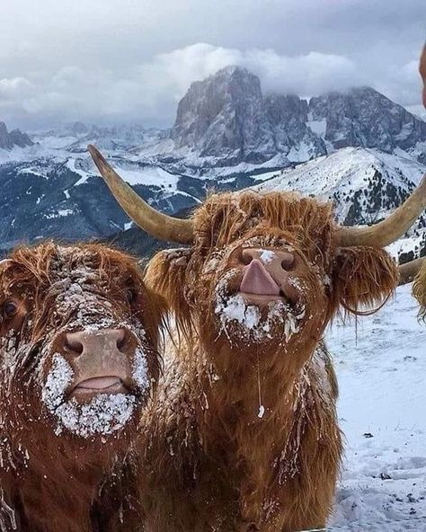 Highland Cow Photography, Highland Cow Pictures, Pet Cows, Cow Photography, Cow Wallpaper, Scottish Cow, Cutee Animals, Mini Cows