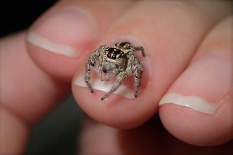 Pet Tarantula, Classroom Pets, Types Of Spiders, Spider Species, Jumping Spiders, Garden Spider, Wolf Spider, Pet Spider, Spider Bites