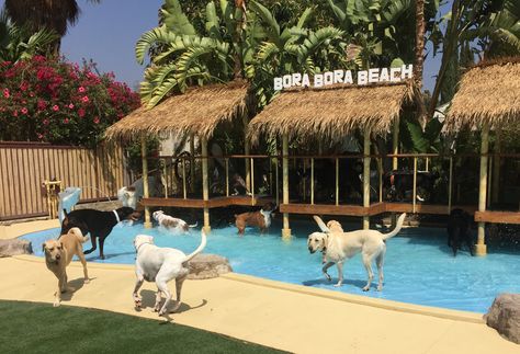 There’s No Place Like Paradise Ranch! | Paradise Ranch Pet Resort Dog Boarding Ideas, Dog Daycare Business, Doggie Day Care, Dog Spa, Dog Hotel, Pet Resort, Dog Pool, Dog Cafe, Pet Hotel