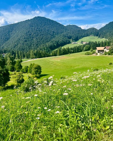 Meadow Field, Field Scenery, Flower Field Mountains, Mountain Alps, Field Reference Photo, Mountain Field, Beautiful Grass Field, Meadow Mountain, Big Field Aesthetic