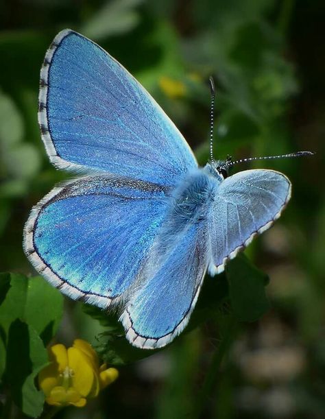 Palos Verdes Blue Butterfly, Adonis Butterfly, Adonis Blue Butterfly, Male Butterfly, Butterfly Museum, Butterfly Facts, Biological Science, Blue Butterfly Tattoo, Butterfly Fairy Wings