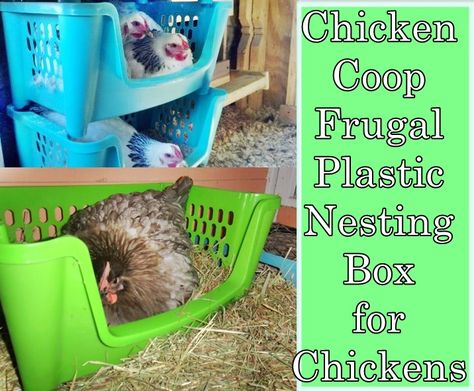 Chicken Coop Frugal Plastic Nesting Box for Chickens Easy Nesting Boxes, Nesting Box For Chickens, Nesting Boxes For Chickens, Chicken Run Plans, Easy Chicken Coop, Best Egg Laying Chickens, Portable Chicken Coop, Chicken Nesting Boxes, Chicken Tractors