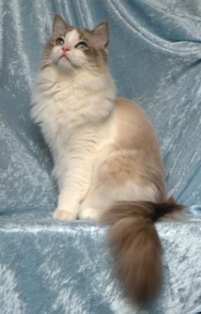 Raina Blue Lynx Bicolor owned by Alissa Ragdoll Cats For Sale, Bicolor Ragdoll, Ragdoll Cat Colors, Ragamuffin Cat, Ragdoll Cat Breed, Ragdoll Cats, Blue Point, Ragdoll Kitten, Norwegian Forest Cat