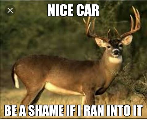 Deer Car Meme Deer Tail, White Tail Deer, Hunting Shop, Whitetail Deer Hunting, Deer Wallpaper, Big Deer, Deer Hunting Tips, Deer Photos, Deer Pictures