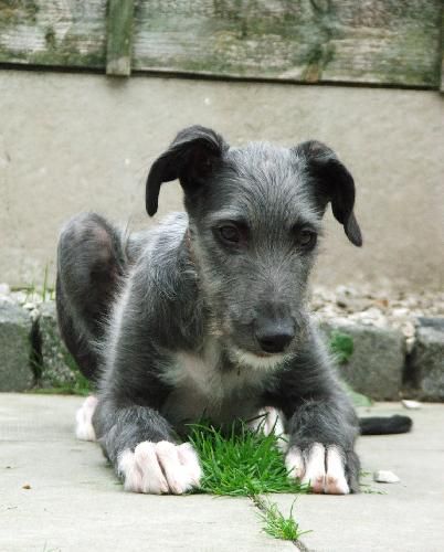 Scottish deerhound puppy - looks very like my Daisy girl, when we first brought her home.  <3 Scottish Deerhound, Irish Terrier, Irish Wolfhound, Dog Houses, Whippet, Mans Best Friend, Dog Pictures, I Love Dogs, Pet Birds