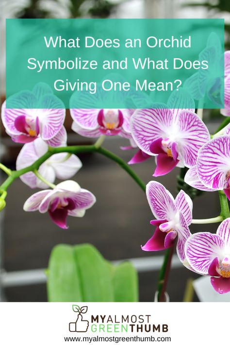 Ever wondered about the meaning and symbolism behind an orchid? Here are a few tidbits of information to help you understand the orchid and its significance. The post What Does an Orchid Symbolize and What Does Giving One Mean? appeared first on My Almost Green Thumb. Orchid Meaning, Purple Meaning, Flower Words, Yellow Orchid, Rare Orchids, Artificial Orchids, Flower Meanings, Cymbidium Orchids, The Orchid