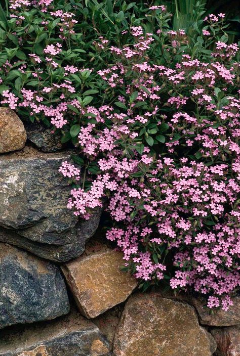 A low-maintenance perennial that deserves to be grown in more gardens is soapwort, which makes a pretty, mat-forming groundcover. It produces so many starry pink flowers in summer that the green foliage is almost completely covered. #gardening #grassalternatives #landscaping #groundcover #groundcoverplants #bhg Rock Garden Plants, Ground Cover Plants, Have Inspiration, Flowering Shrubs, Garden Cottage, Ground Cover, Lawn And Garden, Shade Garden, Rock Garden