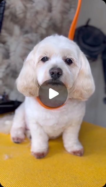 Verity Hardcastle on Instagram: "Oldie But Goodie… his face at the end 🥹

All products from 
@thecoatltd 
@heinigerswitzerland 

#groomer #doggrooming #grooming" Grooming Dogs, Dog Grooming, All Products, The End, Dogs, On Instagram, Instagram