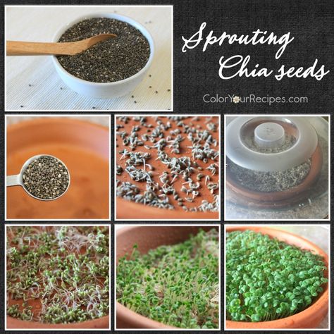 Chia Seed Sprouts, Sprout Chia Seeds, Chia Seed Plant, Sprouting Chia Seeds, Growing Chia Seeds, Chia Seed Gel, Microgreens Garden, Seeds Color, Chia Seeds Benefits