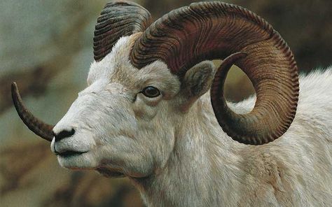 Goat Ref Carl Brenders, G.o.a.t Wallpaper, Dall Sheep, Animals With Horns, Deer Wallpaper, Goats And Sheep, Big Horn Sheep, Goat Horns, Bighorn Sheep