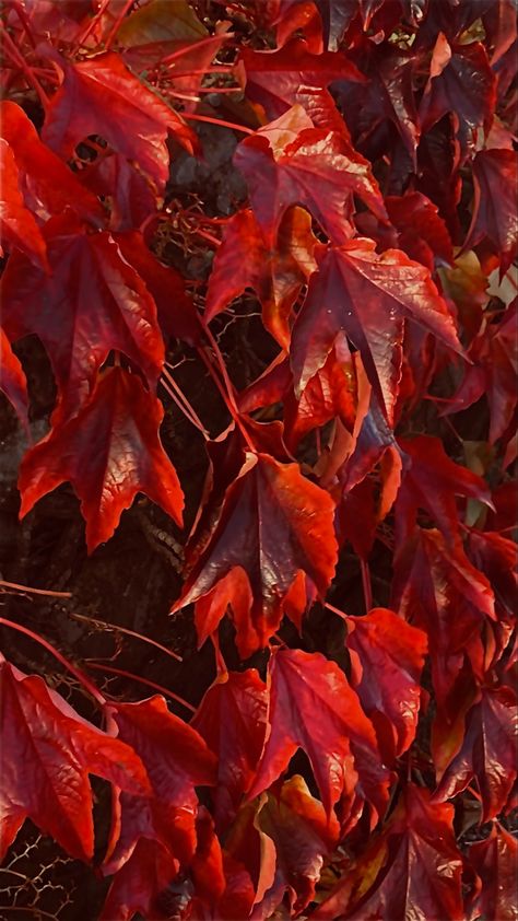 Red Fall Asthetics, Auburn Color Aesthetic, Autumn Red Aesthetic, Red Fall Aesthetic, Red Autumn Leaves, Auburn Color, Red Autumn, Leaves Autumn, Red Fall