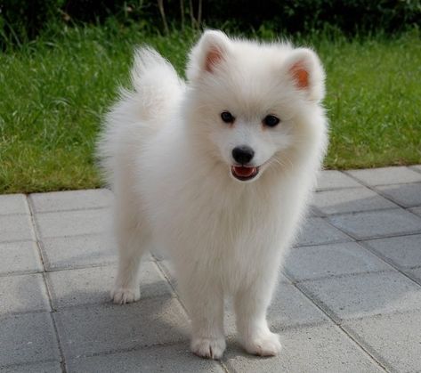 Spitz Dog Breeds, Japanese Spitz Puppy, Japanese Spitz Dog, Spitz Puppy, Dog Breeds Pictures, Spitz Dogs, Samoyed Puppy, Japanese Spitz, Cute Dogs And Puppies