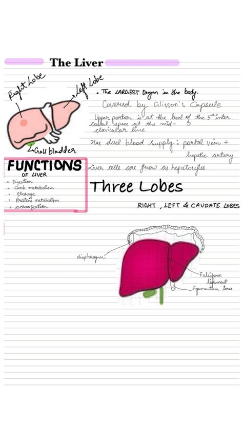 Functions of liver Liver And Gallbladder, The Liver