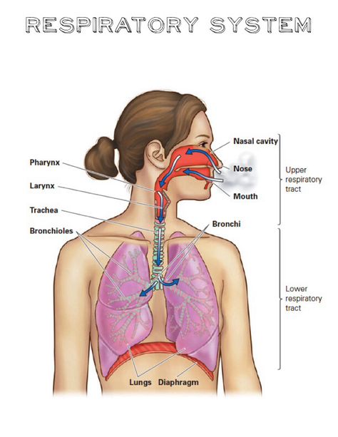 Respiratory system Respritory System Diagram, Respitory System Model, Respritory System, Homeschool Anatomy, Body Systems Project, Gcse Pe, Emt Study, Anatomy Education, Human Respiratory System