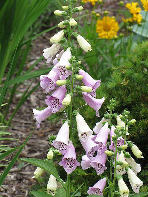 Foxy Foxglove (Digitalis purpurea 'Foxy') at Hicks Nurseries Digitalis Purpurea, Country Cottage Garden, Garden Centre, How To Attract Hummingbirds, Herbaceous Perennials, Replant, Plant List, Enchanted Garden, Bedding Plants