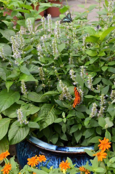 Can I Grow A Butterfly Bush In A Container: Learn About Container Grown Buddleia Care Butterfly Bush Care, Butterfly Bushes, Grow Butterflies, Pruning Shrubs, Pollinator Plants, Butterfly Plants, Butterfly Bush, Zone 5, Landscape Plans