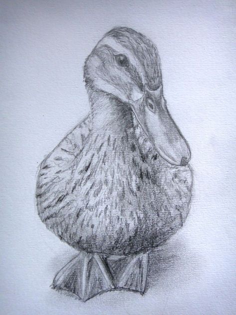 Mallard Duck Sketch, Duck Sketch Pencil, Duck Drawing Realistic, Charcoal Drawing Ideas Inspiration, Realistic Bird Drawings, Drawings Of Ducks, Mallard Drawing, Duck Drawing Sketches, How To Draw A Duck