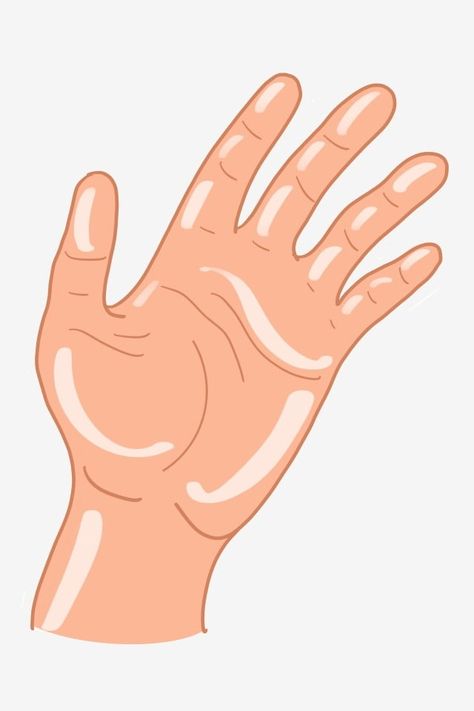 left hand,gesture,five fingers stretched out,hand clipart Finger Drawing, Finger Stretches, Softball Memes, Preschool Charts, Hand Cartoon, School Model, How To Draw Fingers, Hand Clipart, Cartoon Clip