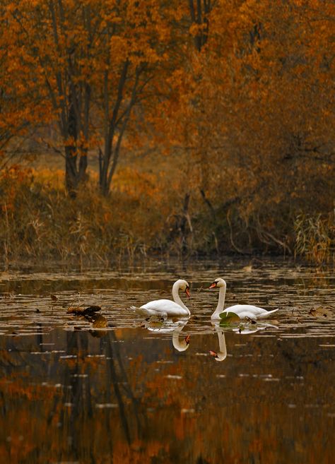 puu puu : Photo Magical Nature, A Night At The Opera, Leaves Falling, Nature Tour, Fall Mood Board, Autumn Scenery, Fall Feels, Cozy Autumn, Best Seasons