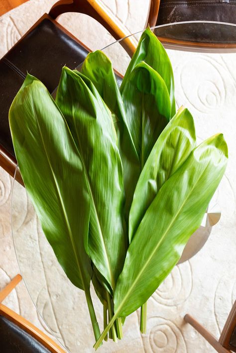 Ti Leaf Versus Luau Leaf | Onolicious Hawaiʻi Ti Leaf Tattoo, Chili Pepper Water, Okinawan Sweet Potato, Taro Leaves, Ti Leaf, Taro Plant, Lau Lau, Ti Plant, Hawaiian Plants