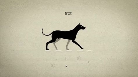 dog trot animation Walking Animation, Animal Movement, Dog Animation, Animation Sketches, Animated Animals, Animation Tutorial, Animation Reference, Amazing Drawings, Animation Design