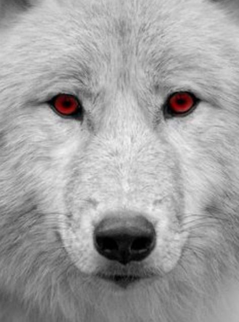 White wolf with red eyes is my with pain inside Wolf With Red Eyes, Lup Singuratic, Miniature Husky, Werewolf Aesthetic, Wolf Eyes, Alpha Wolf, Wolf Photos, Wolf Spirit Animal, Dire Wolf