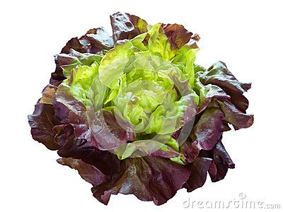 Purple green lettuce salad head isolated on white English Tlm Ideas, Purple Lettuce, Fruits Watercolor, Watercolor Vegetables, Tree Symbol, Watercolor Food Illustration, Green Lettuce, Jungle Art, Watercolor Food