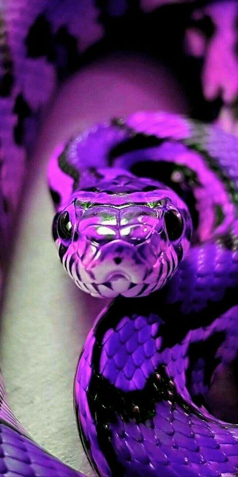 Snake Images, Snake Photos, Rainbow Snake, Colorful Snakes, Pretty Snakes, Snake Drawing, Snake Wallpaper, Dark Purple Wallpaper, Purple Snake