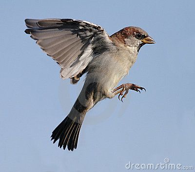 Sparrow by Per Christensen, via Dreamstime Bluebird Watercolor, Sparrow Art, Bunny Cages, House Sparrow, Sparrow Bird, Brown Bird, Watercolor Paintings For Beginners, Australian Birds, Sparrows