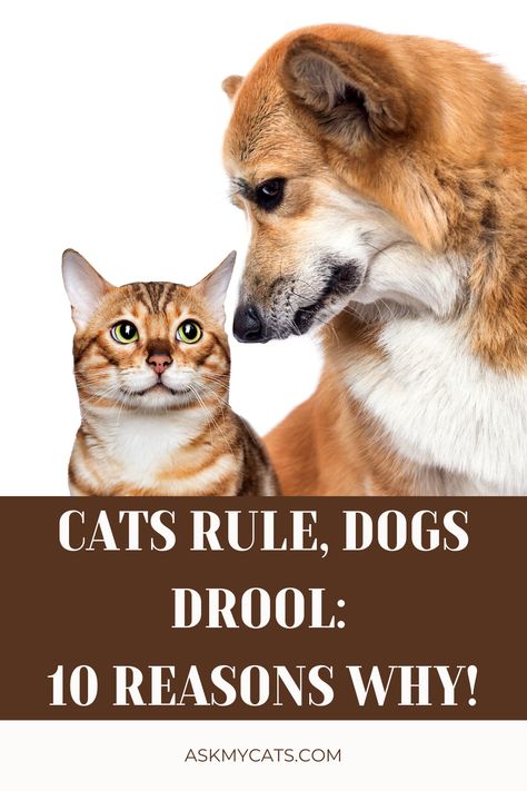 Cats Rule, Richest In The World, Rough Day, Laugh Out Loud, Cats And Dogs, 10 Reasons, Happy Cat, Cat Gif, Cat Photo