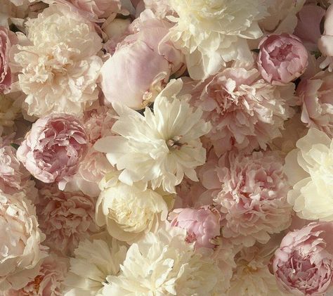 White Flower Background, White Flower Wallpaper, Pink Floral Wallpaper, Pink Flowers Background, Pink Flowers Wallpaper, Wallpaper Pink And White, Peony Wallpaper, Light Pink Flowers, Wallpaper Laptop