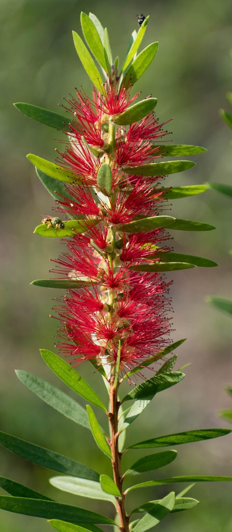 After two years of waiting my bottle brush finally bloomed! Bottle Brush Plant, Bottle Brush Flower, Brush Flower, Gardening Tools Names, Fruits To Grow, Start A Vegetable Garden, Garden From Scratch, Gardening At Home, Easy Gardening