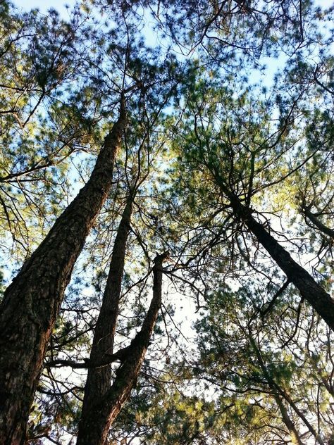 More pine trees of Baguio, summer capital of the Philippines. These trees give shade to picnic grounds below Baguio Pine Trees, Philippine Trees, Summer Trees, Baguio, Hydroponic Gardening, Outdoor Venues, Instagram Feed Ideas, Indoor Garden Ideas, Perfect Garden