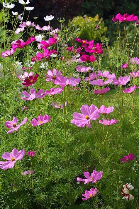 Cosmos Winter Flowers Australia, What To Plant In June, Garden Cosmos, Australia Flowers, Cosmos Plant, Tuberous Begonia, Rooting Roses, Monet Garden, Boston Garden