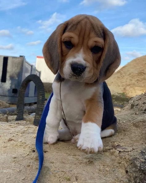 Begal Puppies, Baby Beagle, Cute Beagles, Super Cute Puppies, Cute Animals Puppies, Very Cute Dogs, Really Cute Dogs, Cute Little Puppies, Beagle Puppy