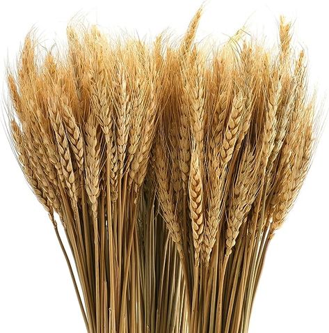 yarlung 300 Stems 16 Inch Dried Wheat Sheaves, Natural Wheat Stalks Bundle Fall Arrangement for DIY Craft, Home Table, Wedding : Amazon.ca: Home Wheat Bundle, Artificial Flowers Decor, Wheat Sheaf, Dried Wheat, Fall Flower Arrangements, Pampas Grass Decor, Fall Arrangements, Craft Home, Artificial Flower Bouquet