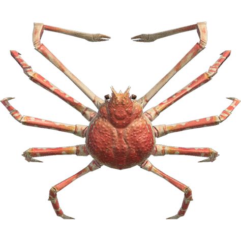 Crab Animal, Spider Png, Sea Pig, Red King Crab, Giant Isopod, Spider Crab, Vampire Squid, Crab Spider, Spiny Lobster