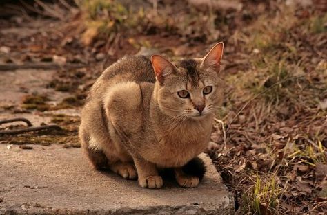 Chausie Cat, Pixie Bob Cats, Wcue Ocs, Warrior Cats Ocs, Best Cat Breeds, Large Cat Breeds, Most Popular Cat Breeds, Domestic Cat Breeds, Popular Cat Breeds