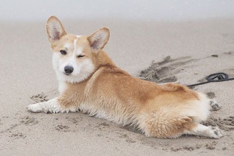 A "sploot" is a type of stretch where a dog will lay belly-down with the legs behind them as a way to relax or to avoid overheating. Corgi Sploot, Corgi Smile, Puppy Facts, Cute Corgi Puppy, Pembroke Welsh Corgi Puppies, Corgi Pictures, Corgi Pembroke, Farm Dogs, Corgi Funny