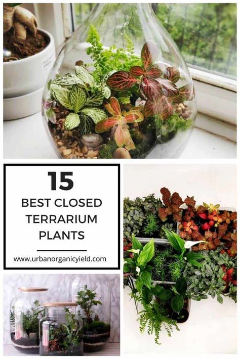 The 15 Best Plants To Grow In Closed Terrarium Best Terrarium Plants, Closed Terrarium Plants, Mason Jar Terrarium, Closed Terrarium, Fairy Terrarium, Pokemon Terrarium, Large Terrarium, Open Terrariums, Diy Succulent Terrarium