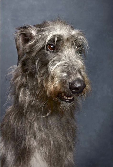 Irish Wolfhound Puppies, Irish Wolfhound Dogs, Wolfhound Dog, Foster Animals, Exo Terra, Scottish Deerhound, Irish Wolfhounds, Dog Training Classes, Food Dog