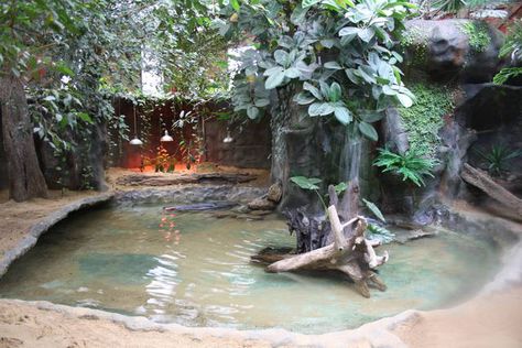 Slender snouted crocodile enclosure - 16 Feb 2010 Caiman Enclosure, Turtle Cages, Crocodile Enclosure, Caiman Lizard, Zoo Boo, Big Tortoise, Reptile Zoo, Custom Aquarium, Public Aquarium