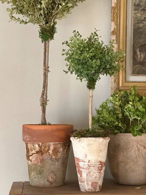 Indoor Topiary Plants, Indoor Topiary, Topiary Decor, Diy Topiary, Faux Topiary, Topiary Centerpieces, Herb Diy, Living Arrangements, Topiary Diy