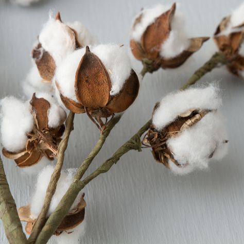 * Cotton Branches, Diy Fleur, Cotton Decor, Cotton Boll, Cotton Stems, Cotton Plant, Deco Boheme, How To Make Diy, Fall Decor Diy