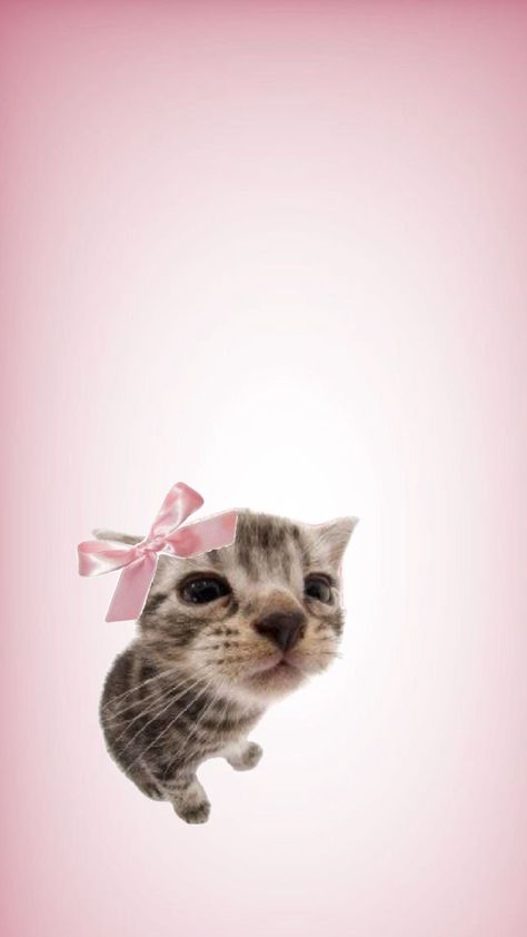 Pink Ios Wallpaper, Anime Goth, Kitten Wallpaper, Goth Wallpaper, Cat Background, Cute Cat Wallpaper, Ios Wallpapers, Dog Wallpaper, Cute Patterns Wallpaper